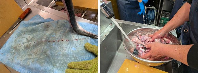 ブリは水にくぐらせて吸水布に押し当てるだけで骨の間からこんなに血がにじみ出てきます。／氷水で血を抜いてから塩をまぶして洗って水気を拭き取る。