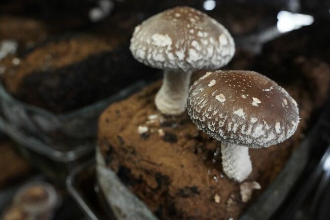 瑞雲ファームのしいたけの傘はプリッと厚みがあり、ヒダが細かい