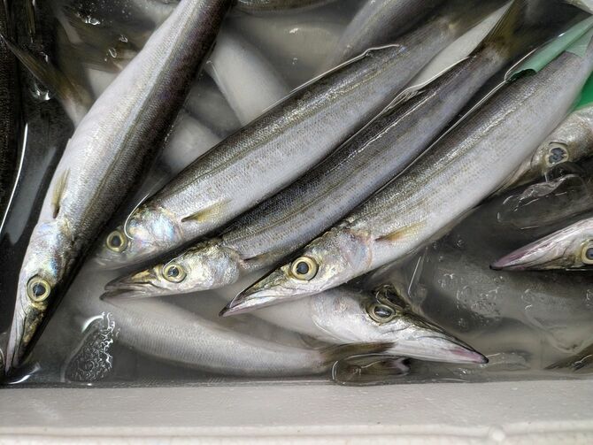 九州から関東地方にかけて真夏に大量に水揚げされることがあるミズカマス。水っぽくて柔らかいというが、新鮮なものを適切に調理するとおいしくて安くてお得です