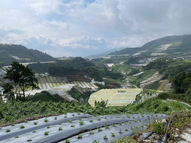 マレーシアのキャメロンハイランド。