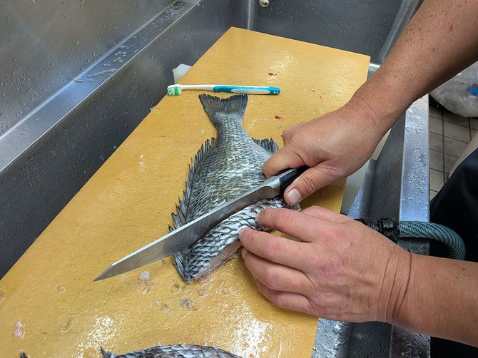 半身のクロダイを骨ごと切り分けています。大人向けの豪快な水炊きしゃぶしゃぶ用です